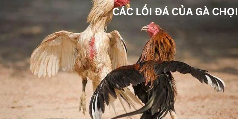 Các lối đá của gà chọi hiểm hóc, nguy hiểm nhất