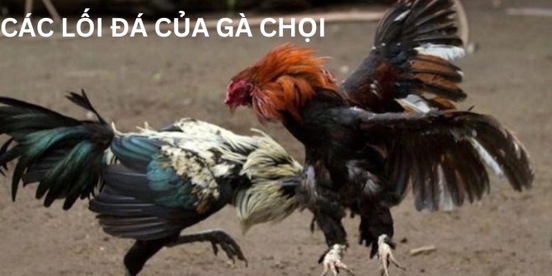 Chiến thuật đỉnh cao về các lối đá của gà chọi