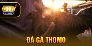 Đá Gà Thomo: Kịch Tính Từng Giây Phút Trên Sàn Đấu