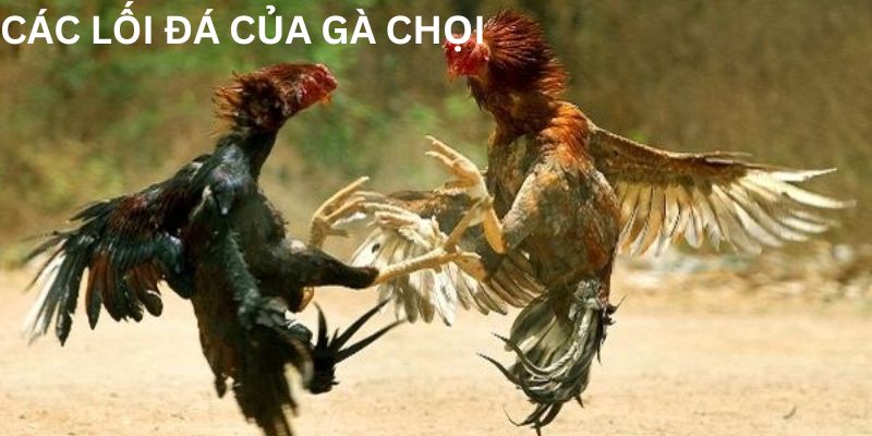 Khám phá và tìm hiểu các lối đá của gà chọi